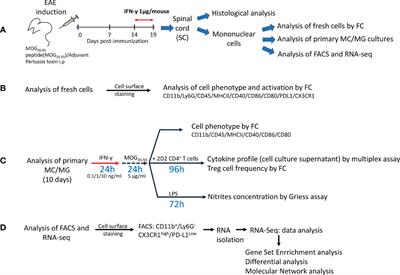 Interferon-gamma ameliorates experimental autoimmune encephalomyelitis by inducing homeostatic adaptation of microglia